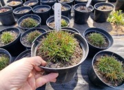 Zawciąg  Ballerina Red 1.5 l donica 