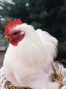 Kogut kochin karzełek miniaturowy