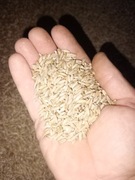 Żyto jare Bojko. Żyto jare, facelia