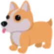 Corgi Adopt Me AM