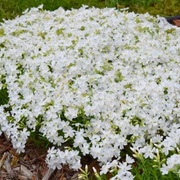 Phlox subulata Maischnee płomyk szydlasty