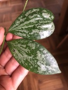 Hoya Biakensis Indonesia hoja