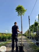 Betula pendula Magical Globe, Brzoza, kulista, obwód 8-10cm,pień 220cm