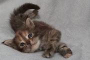 koteczka Maine Coon czarna szylkretowa