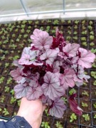 Żurawka pink panther 