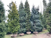 jodła, thuja żółta, sosna, świerk, wysokości 5-6m