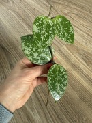 Hoya hoja Acuta EPC 997