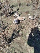 Jaja lęgowe kacze khaki campbell I welsh harlequin 