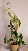 Syngonium Emerald Gem 