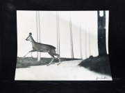 Obraz czarnobiały sarna 40x30