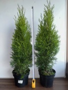 Thuja Tuja Szmaragd zywopłot 60-70cm C-2L 