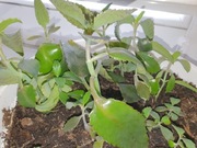 Sadzonki żyworódki Kalanchoe roślina lecznicza