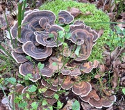 Suszony i mielony wrośniak różnobarwny na uodpornienie leczniczy