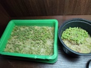 Kaktus, kaktusy, siewki 500 około !!!