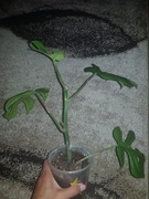 Monstera minima, Rhapidophora Tetrasperma 