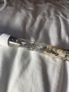 Messor Barbarus Red Head ok.80W