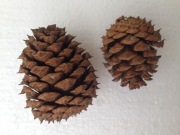 Szyszki sosna żółta kuliste 5-7 cm 70 szt.