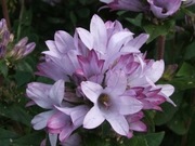 Dzwonek skupiony różowy 'Caroline' 20n