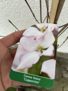 Dereń kousa Cappuccino 150-170cm