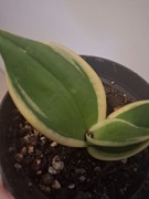 Sansewieria gwinejska 