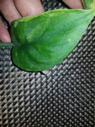 Scindapsus jade satin aurea cięty pęd 