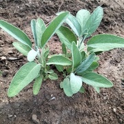 Szałwia Lekarska - Zioło miododajne (5szt)