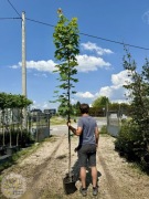 Klon pospolity / Acer platanoides / 280-400cm / Obw.6-16cm