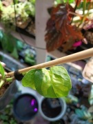 epipremnum global green-cięty szczyt