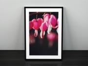 PLAKAT Fotografia KWIATY bez ramy 30x45 cm