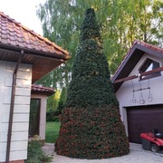 H Choinka stożkowa z gęstym igliwem na stelarzu z oświetleniem'H/ 9.3 mtr.