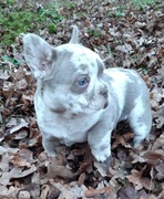 Buldog francuski chlopak