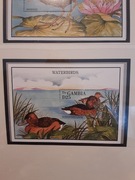 Gambia 1995 Mi blok 250  ptaki czysta idealna pozycja 