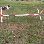 Cavaletti kawaletka przeszkoda Hobby Horse