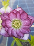 Ciemiernik Helleborus 'Peppermint Ice' 25