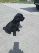 Sprzedam pieski rady terier rosyjski