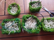 Przylaszczka sadzonki 