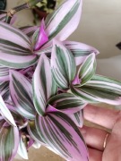 Trzykrotki kwiaty domowe doniczkowe duży zestaw 18 odmian 