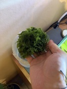 Mech akwariowy christmas moss RARYTAS