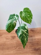 Piękna Monstera Variegata 3 liście -  ukorzeniona 