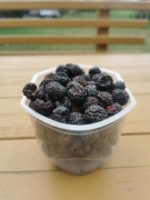 Malina czarna- sadzonki