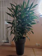 Dracena 3x135cm, 1x50cm