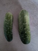 Ogórek Gruzin  Gruziński b. Odporny