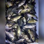 Karp KROCZEK Dolnośląskie