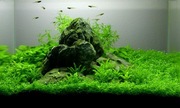 Akwarium roślinno-dekoracyjne 12L. NOWE z aranżacją i roślinami!