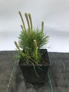 Sosna górska kosodrzewina Pumilio . Piękna sadzonka .