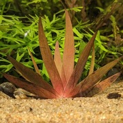 Mikołaj! Xyris sp. Red piękna gwiazda, Maluchy