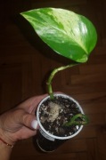 Epipremnum marbel 