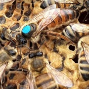 Matki pszczele NU Buckfast z pawluk.net.pl