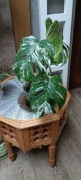 Monstera Variagata 6-liści