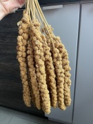 Proso senegalskie żółte w kłosach 0.5 kg kolby dla papużek, ptaków